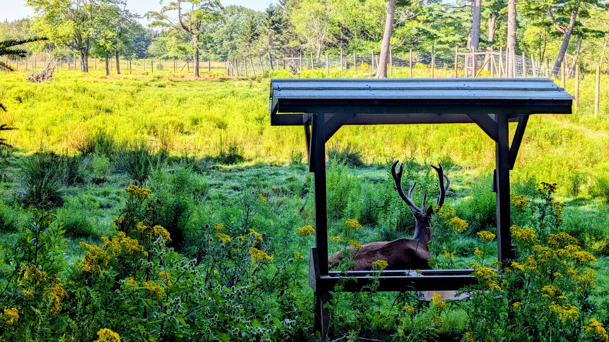 A deer resting beneath a shelter in Shubie Park